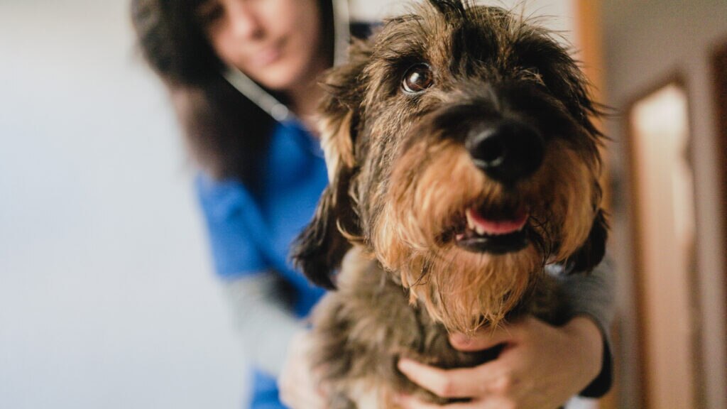 Pneumothorax in Dogs