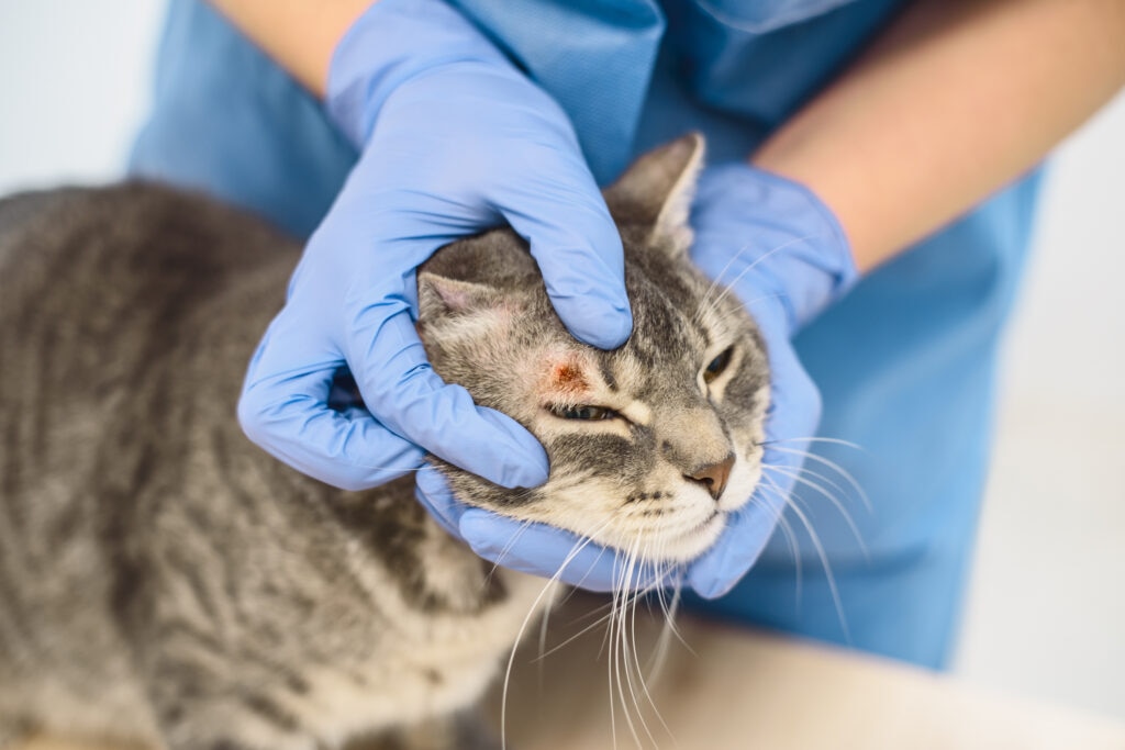 cat eye injury; a veterinarian examines a cat.