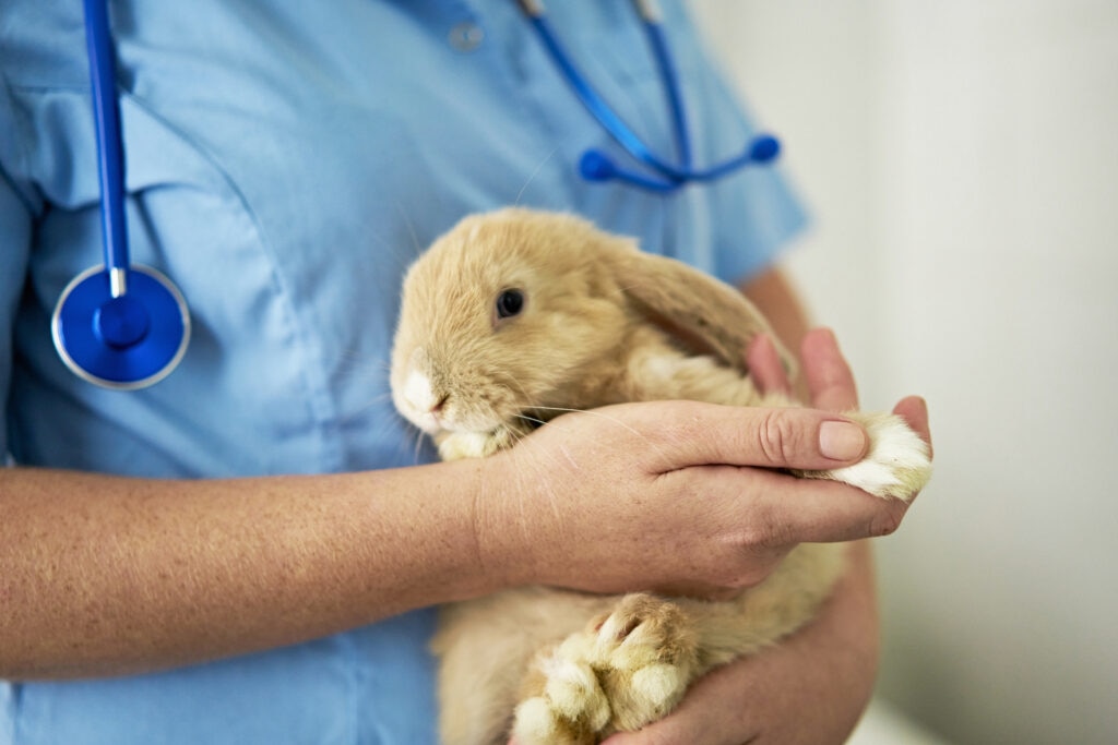 most common rabbit health conditions; a rabbit is examined and held by a vet.