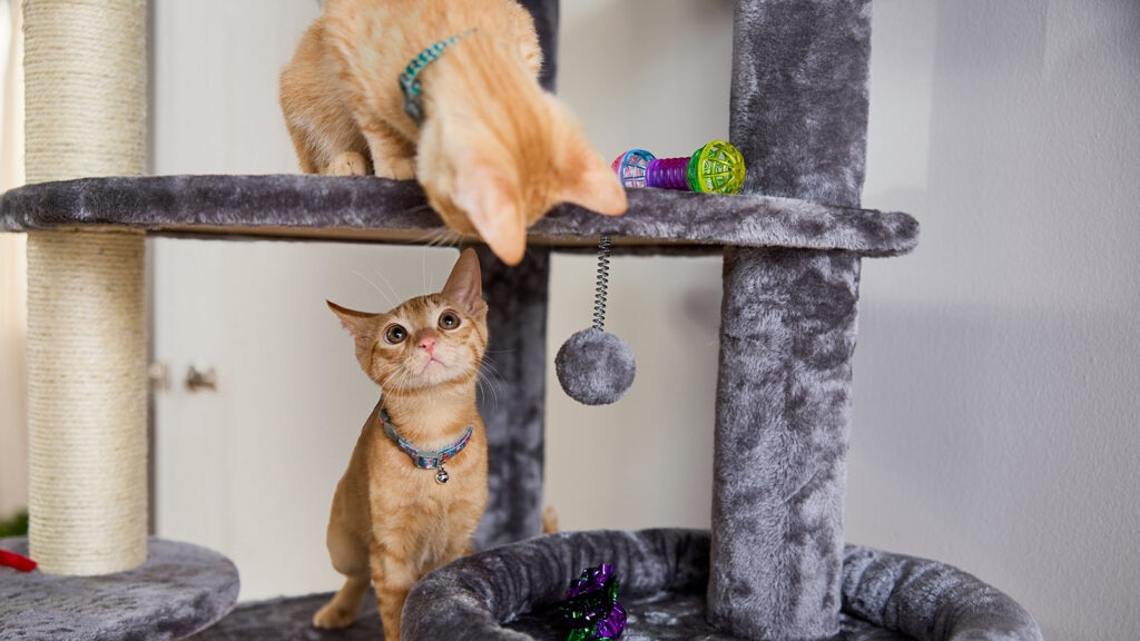 multi-cat household