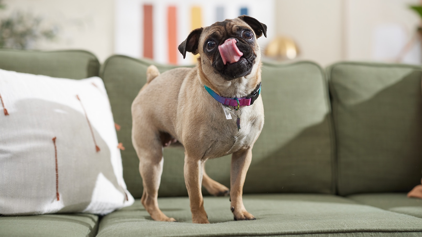pug being examined at the vet