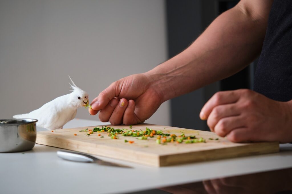 A man hand-feeds a white cockatiel. Learn what parrots eat here.
