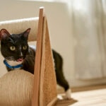 Why Is My Cat Shaking? Causes and When To Call a Vet