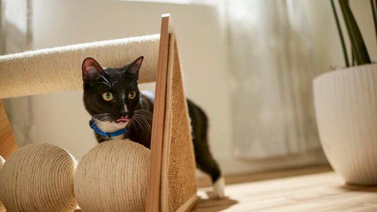 why is my cat shaking: cat standing by scratcher