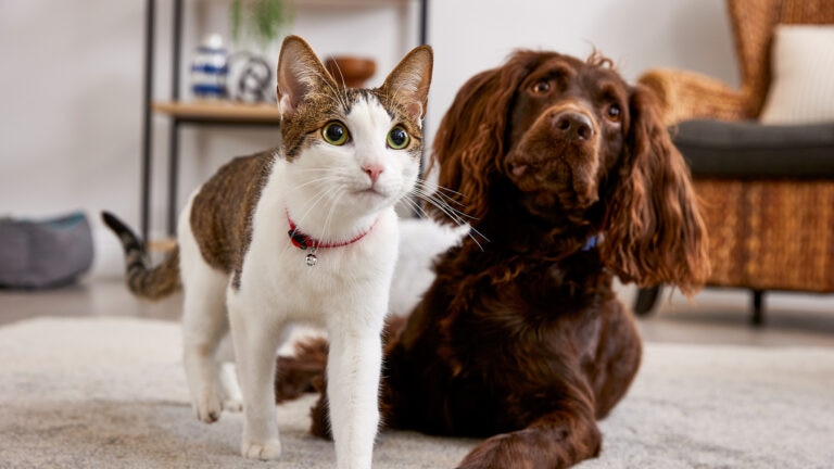 introducing new pet to home: cat and dog next to each other on floor
