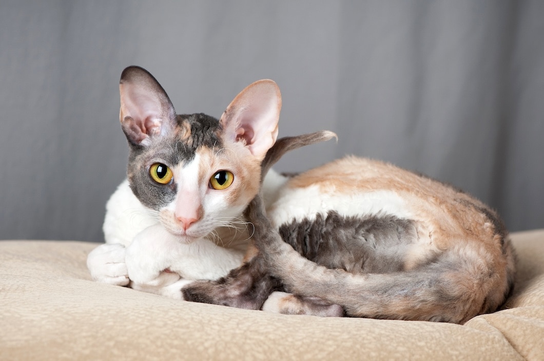 Calico Cornish Rex cat with large ears and yellow eyes lying on a cushion.