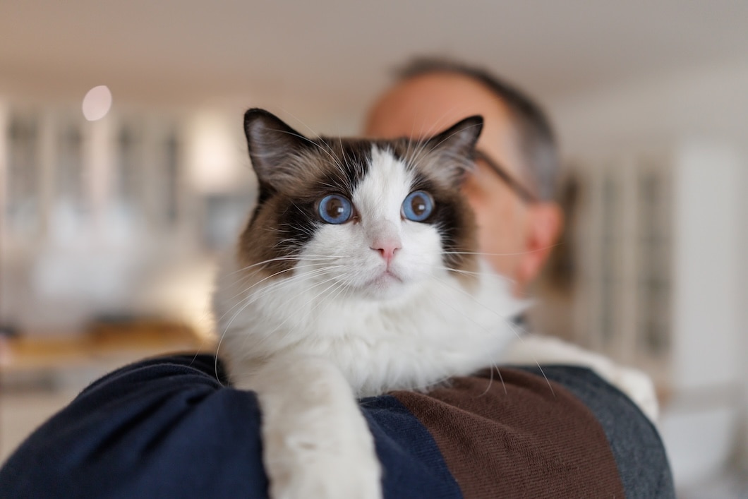 Blue-eyed Ragdoll cat resting on a man’s shoulder.