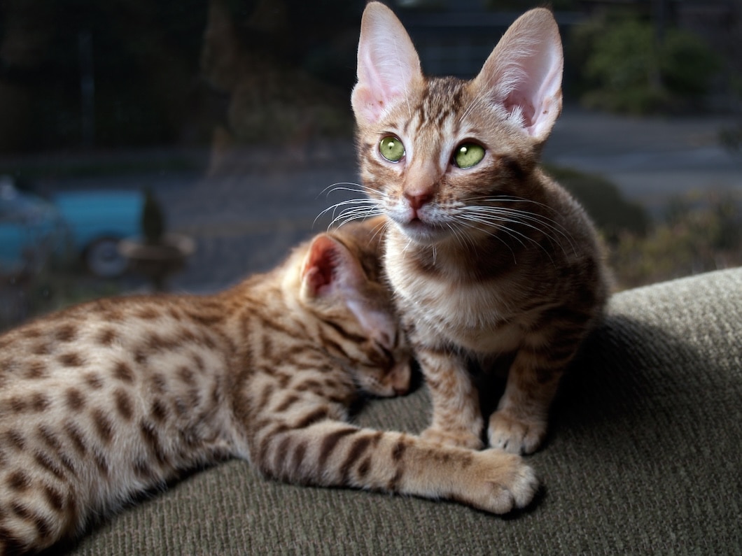 Two spotted Bengal kittens resting together on a chair by a window.
