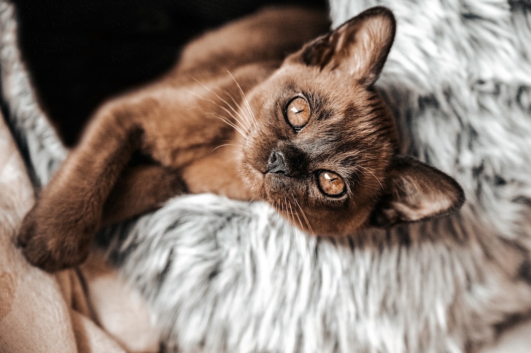 Brown Burmese cat lying on its back on a soft blanket.