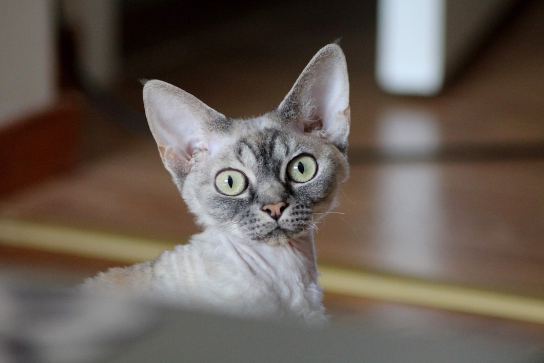 Gray Devon Rex cat with large ears and green eyes looking at the camera.