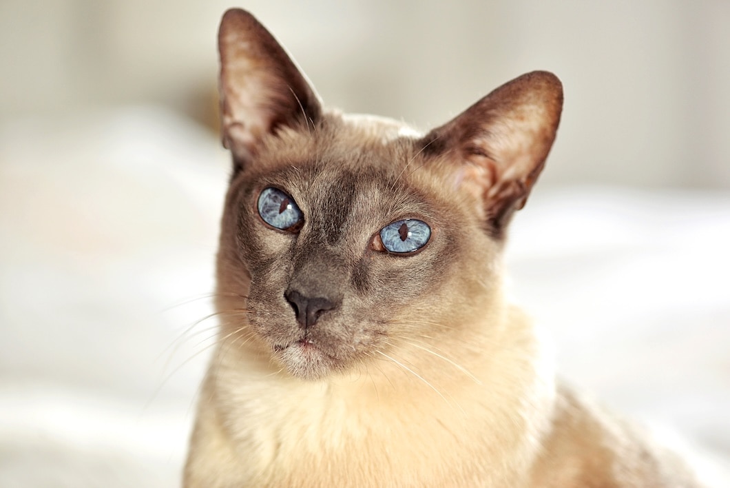 Close-up portrait of a blue-eyed Siamese cat.
