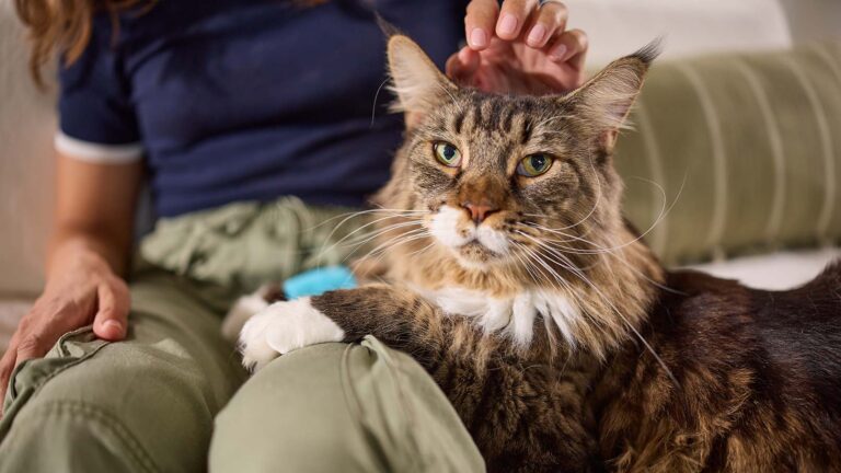  A calm cat sitting in their pet parent’s lap