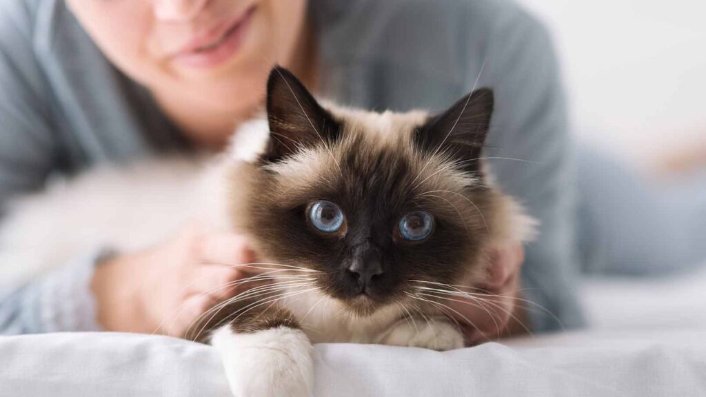 Photo of a friendly cat