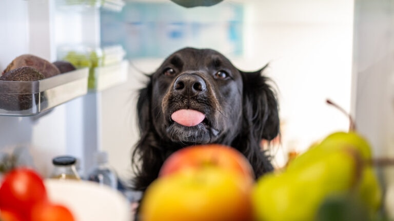 A black Lab-Retriever mix looks into an open fridge full of fruits and veggies with his tongue sticking out.