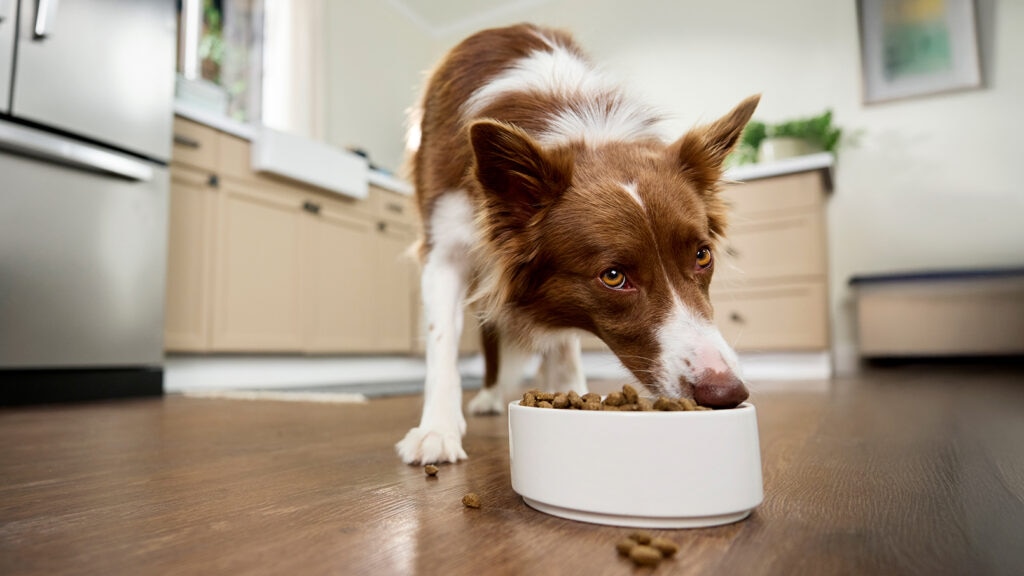 dog nutrition: australian shepherd eating kibble