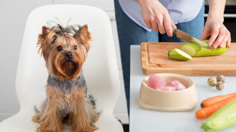 zucchini crisps for dogs recipe: dog sitting next to zucchini in kitchen