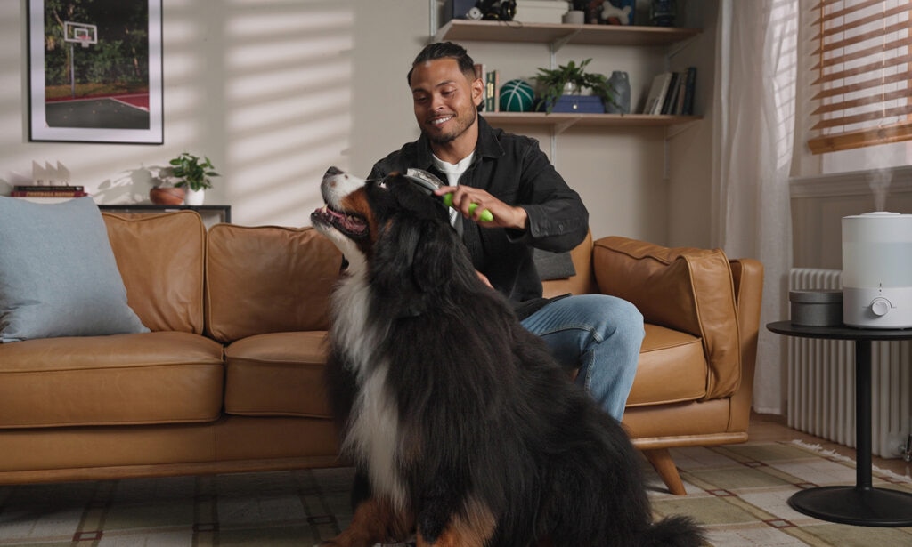 A pet parent uses a special brush to untangle hair on his Bernese Mountain Dog.