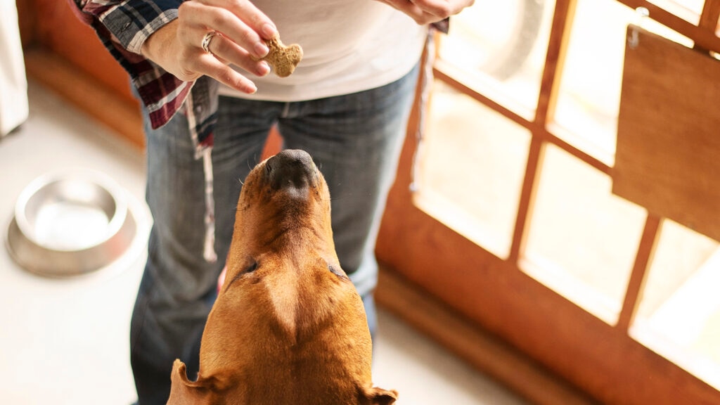 sweet potato and apple dog biscuit treat recipe