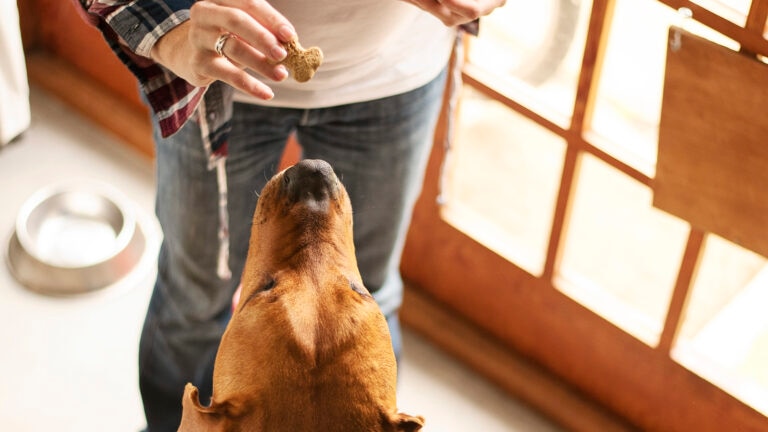 sweet potato and apple dog biscuit treat recipe