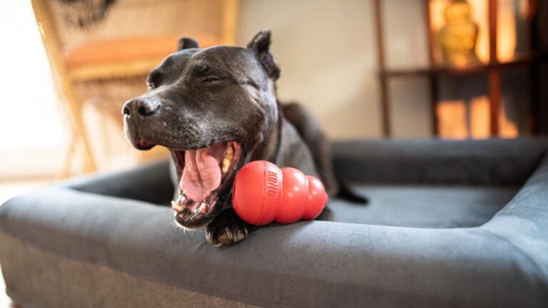 KONG dog treat recipes