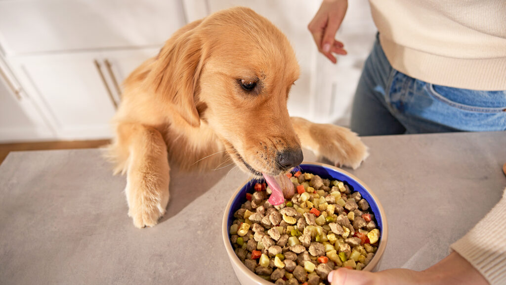 fresh dog food: golden retriever on counter licking fresh dog food