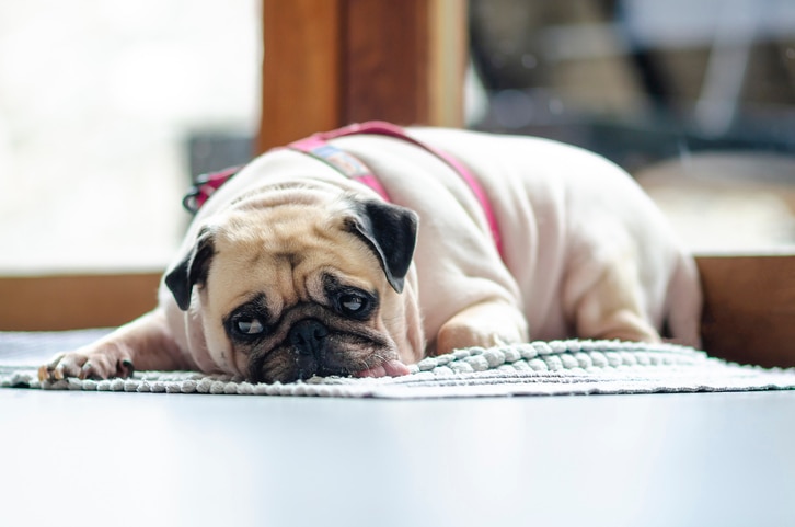 A French bulldog lies on a pink rug.