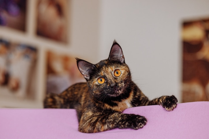 tortoiseshell cat 