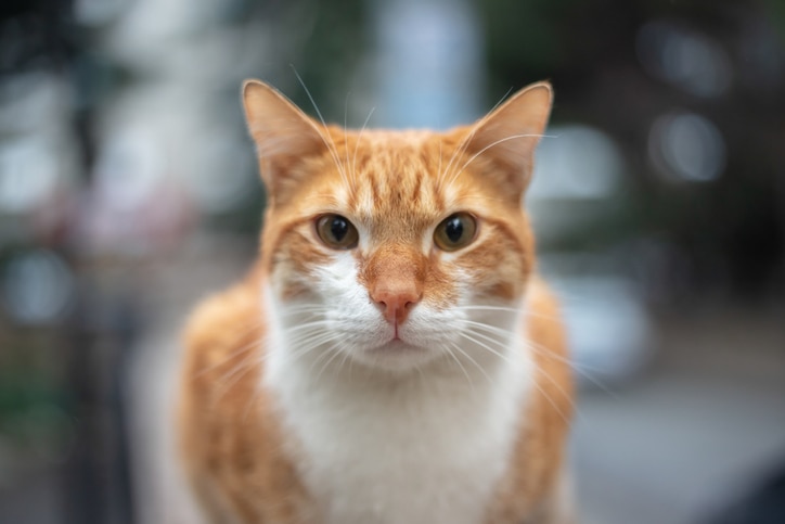 orange cat