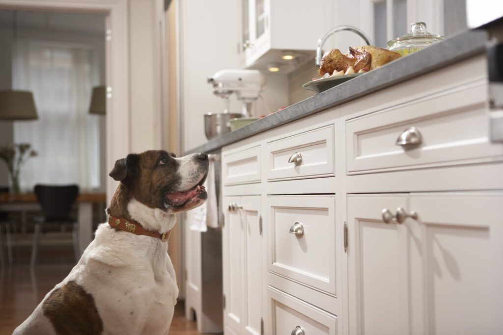 a dog looks up at a turkey dinner sitting on the counter during thanksgiving celebration.