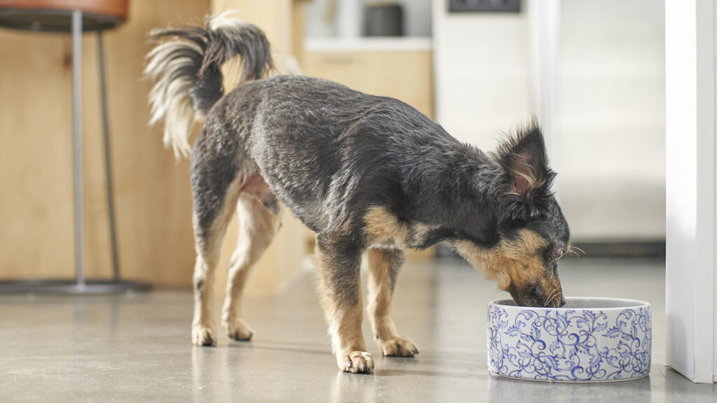 Dog eating from bowl.