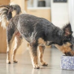 What Is the Best Dog Food for Arthritis?