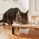 Taurine for Cats: What It Is and Why Cats Need It