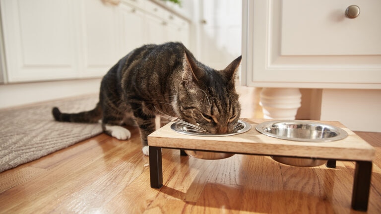 taurine for cats: cat eating out of food bowl