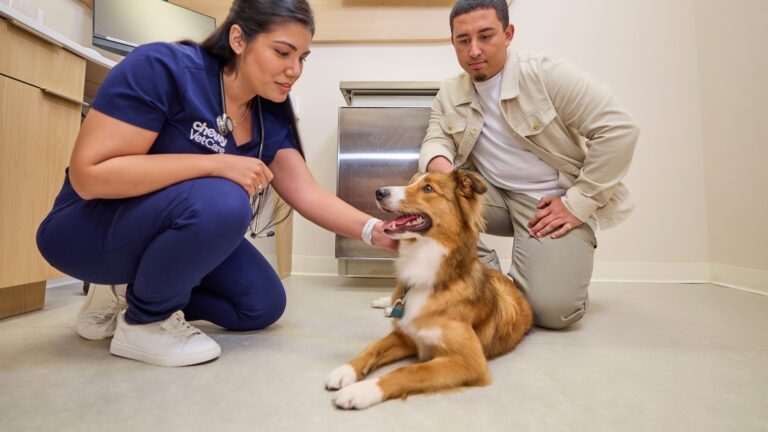 dog at vet; TPLO Surgery for Dogs
