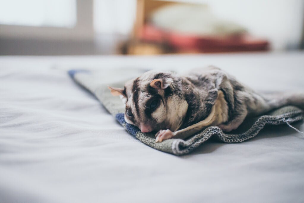 when should you take your sugar glider to the vet; a sugar glider rests on a blanket.