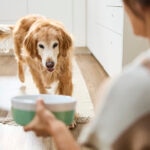 How Often Should You Feed a Dog?
