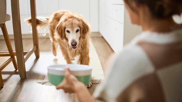 Dog approaching food bowl.