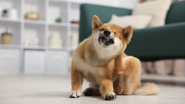 An itchy dog scratching itself