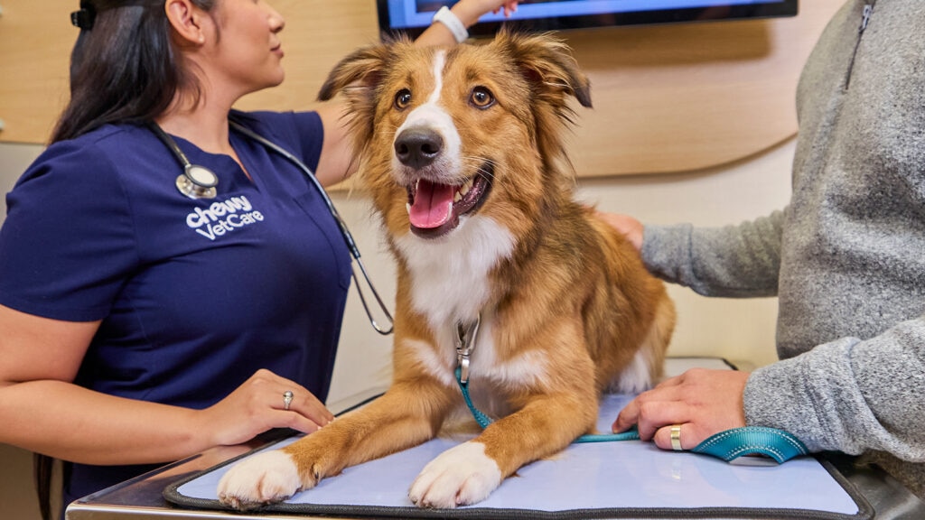 Dog at the vet.