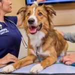 Dog Skin Tumors: Signs, Types, and Treatment