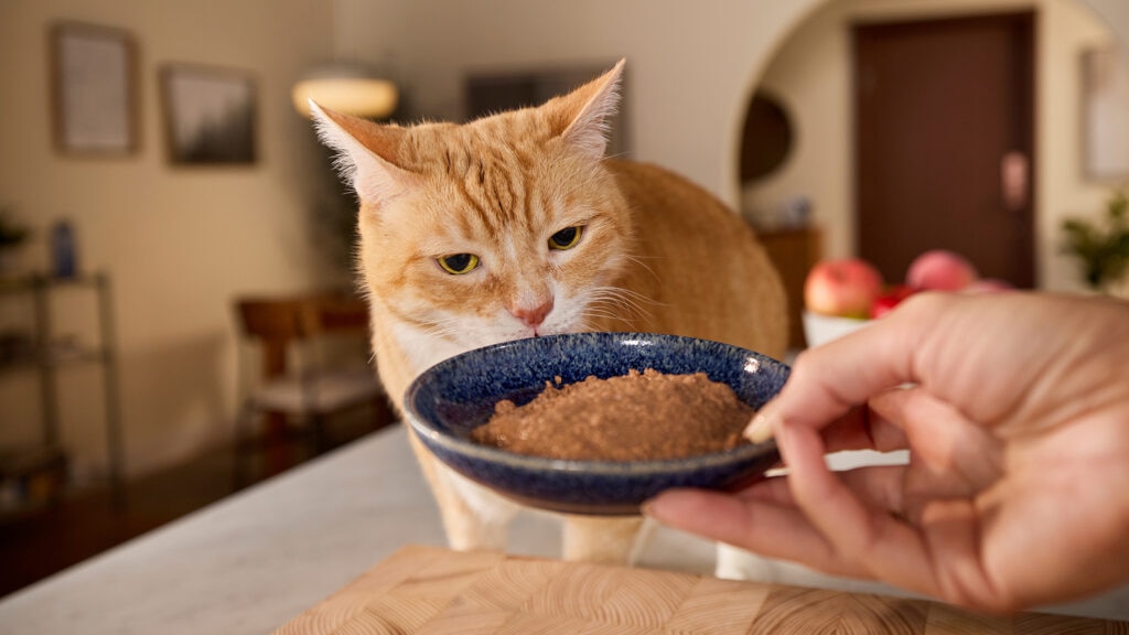 rotational diet for cats: cat presented with wet cat food in bowl