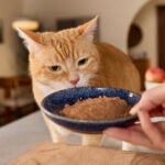 Rotational Diet for Cats: How To Rotate Cat Food Safely