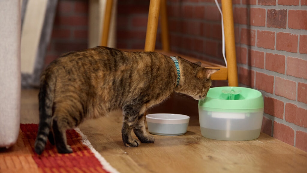 Dehydration in Cats