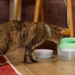 Dehydration in Cats: Signs and How To Help a Dehydrated Cat