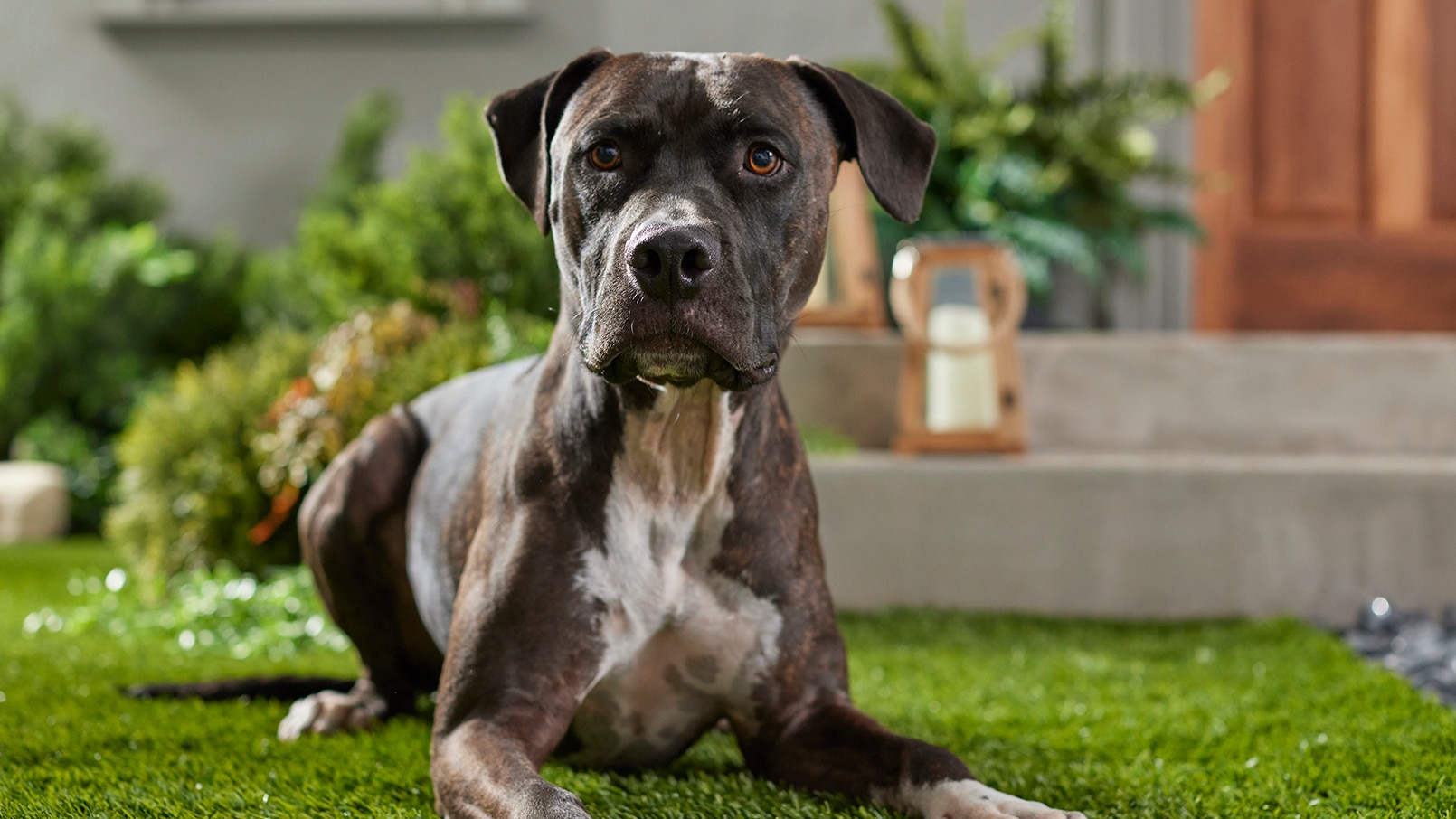 Curated visual reference: Fresh Look at Hookworms In Dogs Signs And Treatment