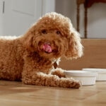 Heatstroke in Dogs: Signs, Treatment, and Prevention