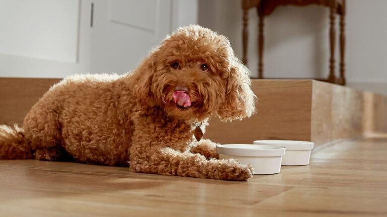 Dog licking mouth