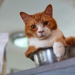 Veterinary Diets for Cats: Why Your Vet May Recommend One