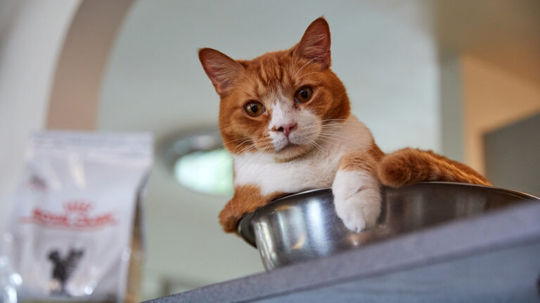 veterinary diets for cats: cat sitting in food bowl near veterinary diet cat food