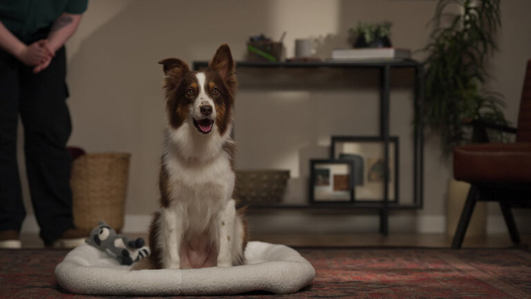 A dog obediently sitting on their mat. Find out how to teach a dog to go to their place.